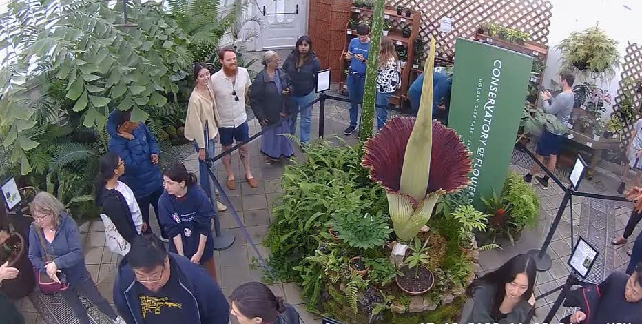 Get a whiff: Corpse flower in bloom at San Francisco Conservatory of Flowers