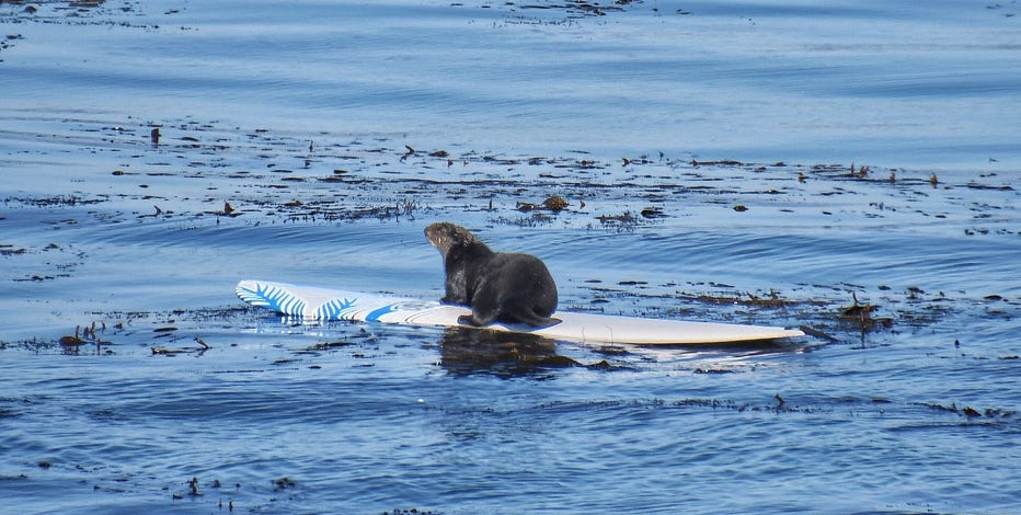 Surfboard-stealing otter not taking the 'bait' as wildlife officials try to catch her