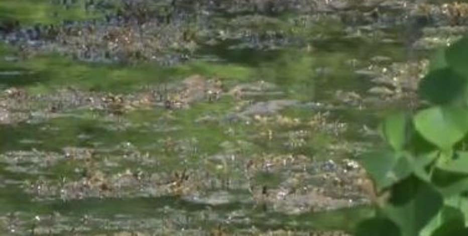 Toxic algae bloom shuts down 2 East Bay lakes, leads to caution advisories at several others