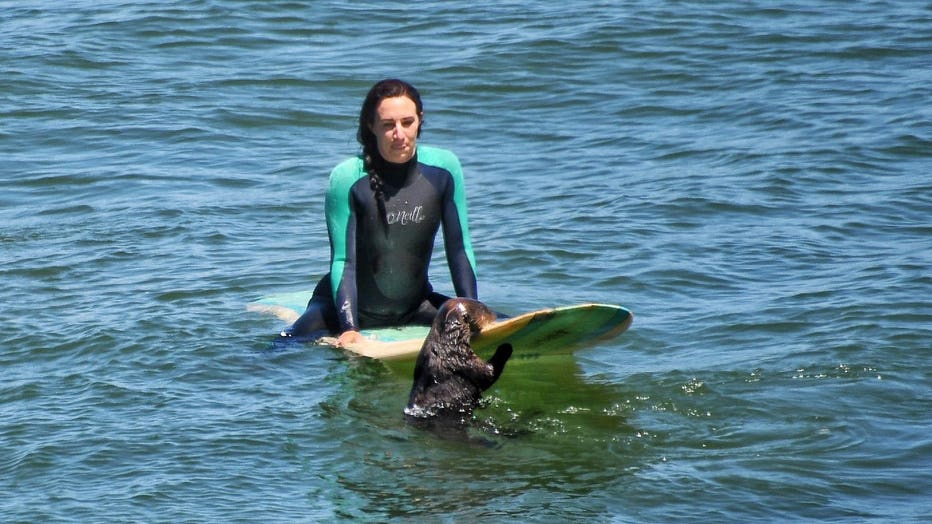 Sea otter seen taking over surfboards off Santa Cruz being closely