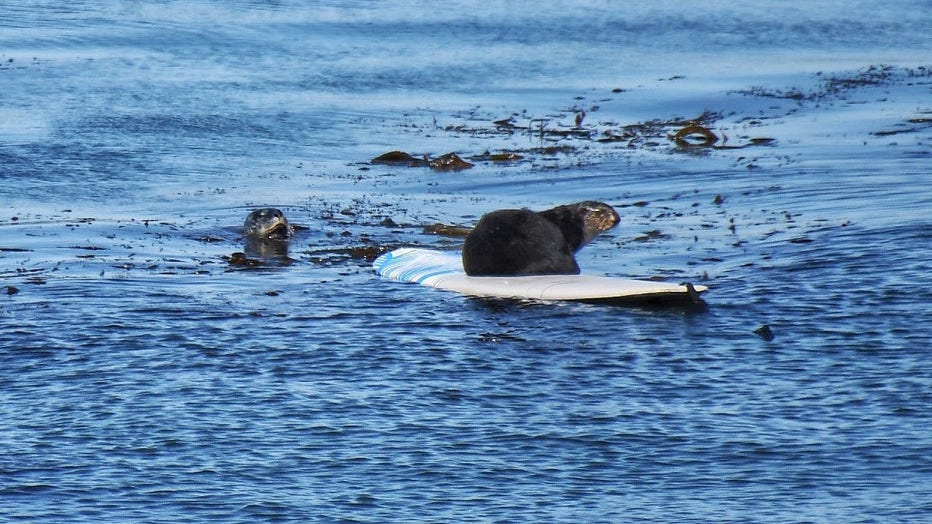 Wildlife experts seek to capture 'surfing' Santa Cruz sea otter, deemed ...