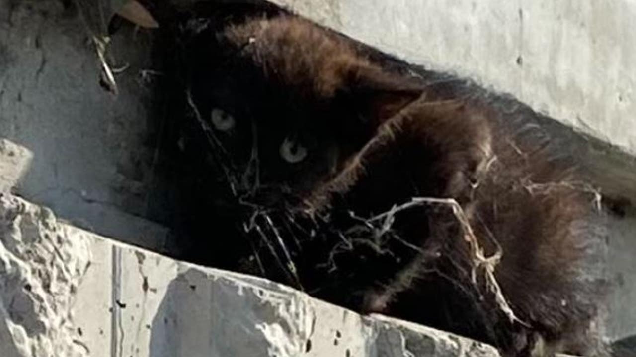 CHP officer saves kitten on I-580 in Livermore