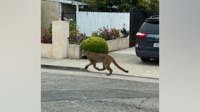 Mountain lion sighting in San Mateo neighborhood