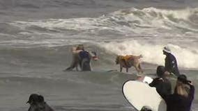 Hundreds pack Pacifica beach for World Dog Surfing Championships