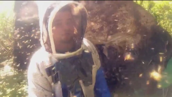 Aggressive, stinging yellowjackets buzzing in the North Bay