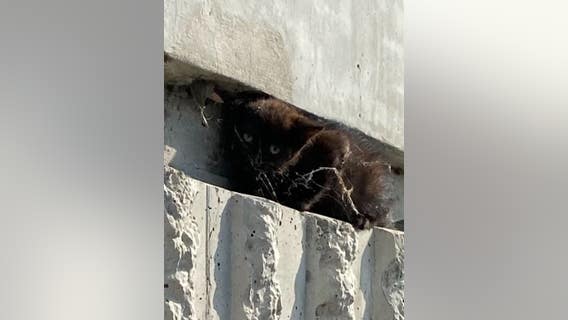 CHP officer saves kitten on I-580 in Livermore