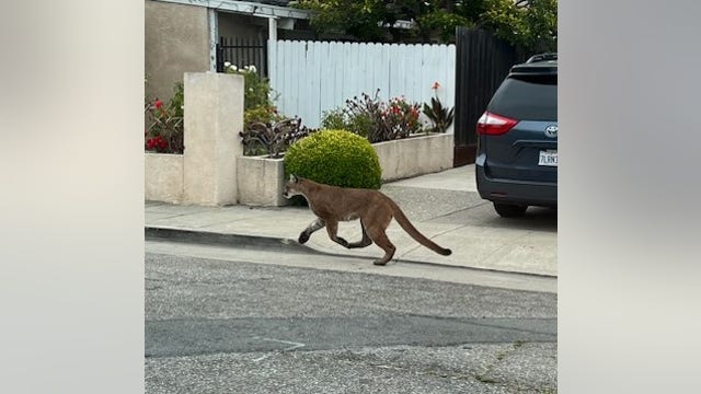 Mountain lion sighting in San Mateo neighborhood