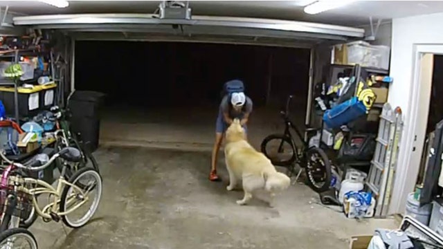 Watch: Burglar takes break from robbing home to cozy up with overly friendly family dog: 'I love you, too'