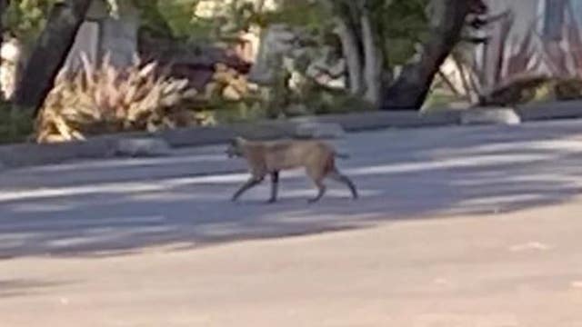 Mountain lion spotted in San Mateo backyard, 2nd big cat sighting since Friday