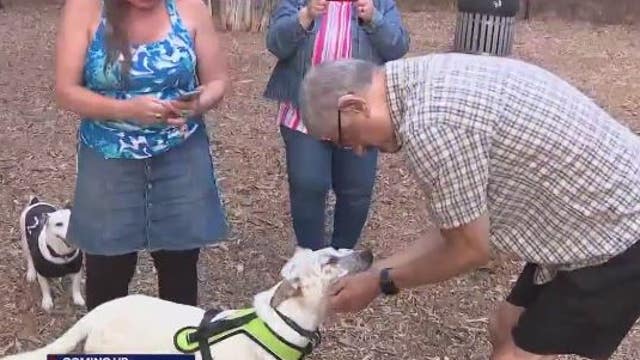 Deaf dog from Mexico shares common bond with potential new Bay Area owner