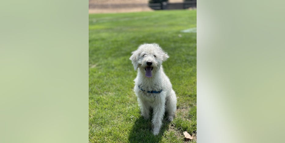 Now hiring: Your dog could make $100 an hour promoting CBD peanut butter treats
