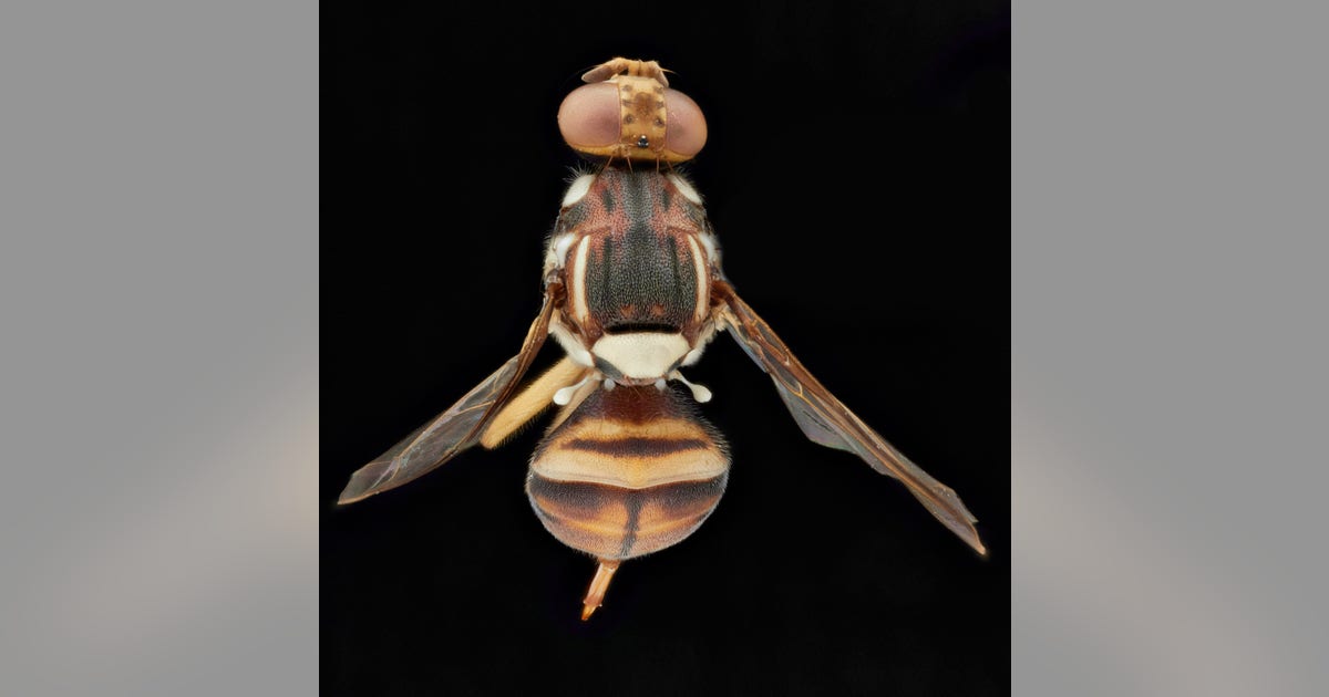 Santa Clara County enacts quarantine due to Oriental fruit flies | KTVU ...