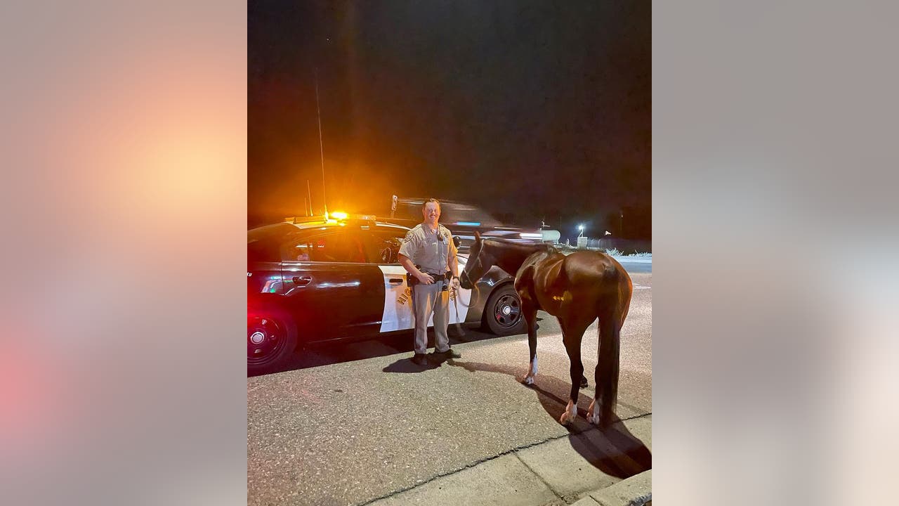 California officer escorts horse after rider’s DUI arrest