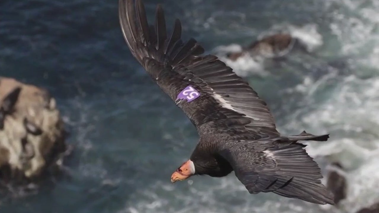 First flock of California condors seen in East Bay in over 100 years - Vimarsana News