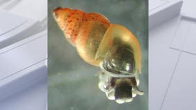 New Zealand mudsnails found in Lake Tahoe