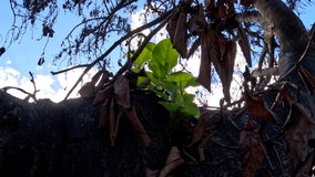 Watch: Historic banyan tree, scorched during Maui wildfires, sprouts new leaves