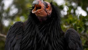 First flock of California condors seen in East Bay in over 100 years