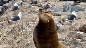 California sea lion found with knife in face