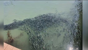 Anchovy alert: Swarms of silver-striped fish take over Santa Cruz coastline