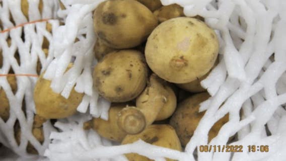 2 San Jose women accused of smuggling tropical fruit