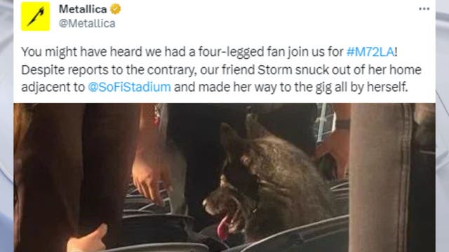 Enter Sandman's Best Friend: Dog apparently sneaks out of home, ends up at a Metallica concert