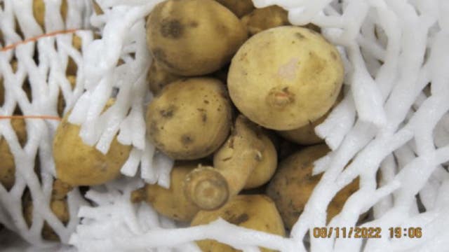 2 San Jose women accused of smuggling tropical fruit