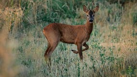 Helicopter Hunt: California residents horrified by plan to curb island's deer population, 'violent and ugly'