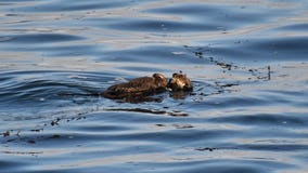 Infamous Santa Cruz 'Otter 841' gives birth to cute pup