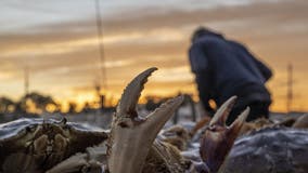 Commercial crab fishing delayed for fifth year in a row