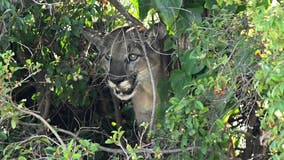 Mill Valley police say mountain lion spotted, urge caution