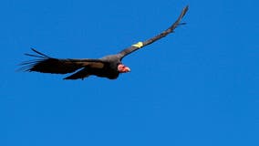 New vaccine expected to give endangered California condors protection against deadly bird flu