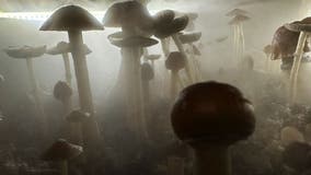 California Gov. Gavin Newsom vetoes bill that would have decriminalized psychedelic mushrooms