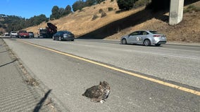 Great Horned Owl rescued from I-580 median in Castro Valley: CHP