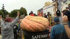 2,749-pound pumpkin wins Half Moon Bay weigh-off, tops previous world record