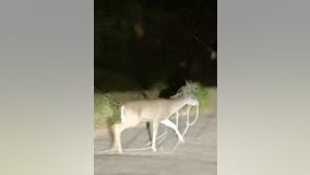 Residents seek help for entangled deer spotted in Oakland Hills since last month