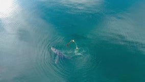 ‘Hog-tied’ whale anchored to crab pot, stuck swimming in circles in Alaskan waters