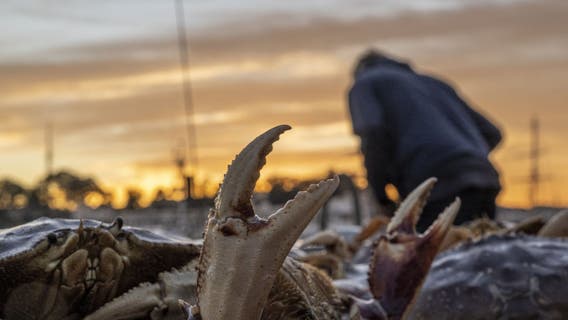 Crab fisherman happy to finally make money as season gets late start