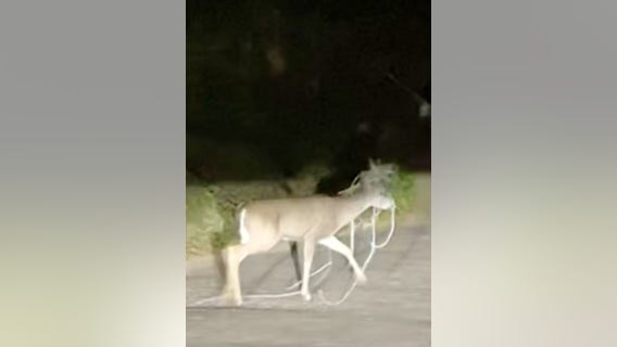 Residents seek help for entangled deer spotted in Oakland Hills since last month