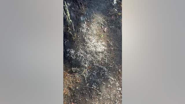 What's causing recent swarms of termites in the Bay Area, and when homeowners should worry