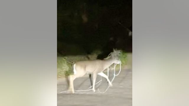 Residents seek help for entangled deer spotted in Oakland Hills since last month