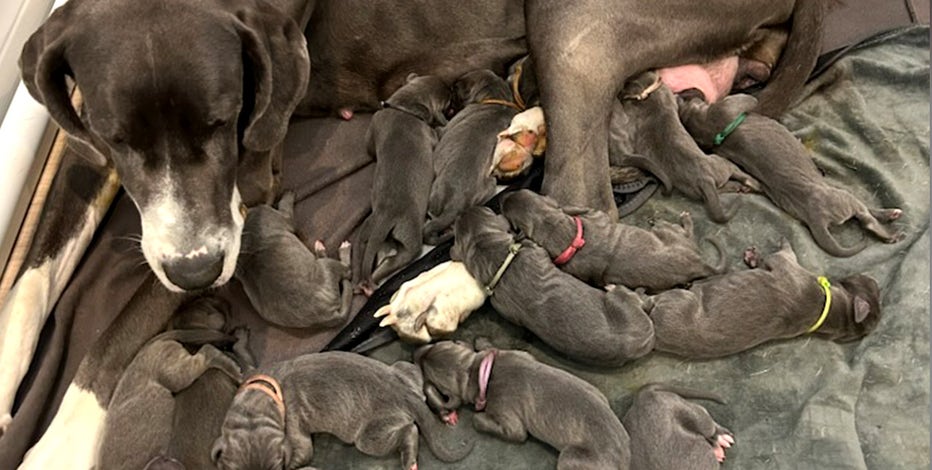 Great Dane sets record at North Carolina rescue for largest litter: ‘We could not believe it’