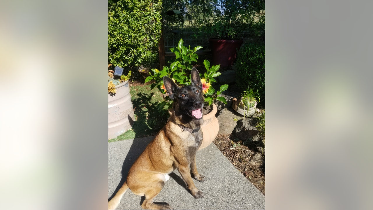 Death of Recently Retired K-9 Bruno, of Sonoma County Sheriff's Office., Law Enforcement Talk Radio Show and Podcast
