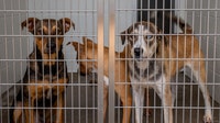 Feds search Humboldt Co. rescue for evidence of alleged mass killings as over 700 animals remain missing