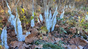 Cool sight: First 'frost flowers' of fall spotted in southwestern Missouri