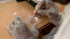 Tropical skin disease carried by sand flies now in US