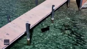 Watch: Bear paddles through crystal clear Lake Tahoe