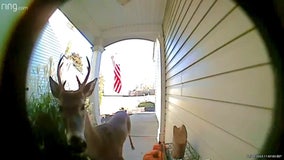 Watch: Deer suspected of ‘ding-dong ditch’ seen suspiciously darting off in video