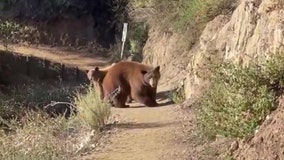 Terrifying bear encounter on SoCal hiking trail caught on camera