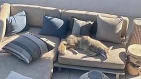 Coyote caught napping on porch at San Francisco home