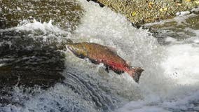 San Jose creeks see explosion in spawning salmon population